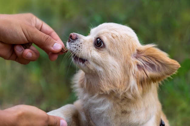 Nourrir un petit chien chihuahua. Fond vert