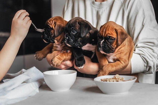 Nourrir les petits chiots à la maison