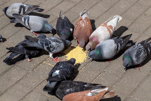 Nourrir les pigeons dans la rue