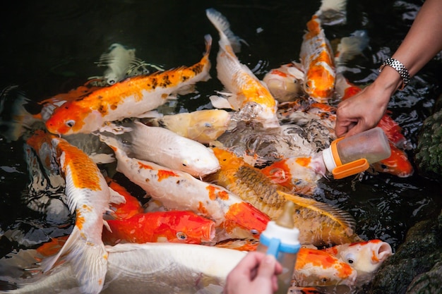 Nourrir les poissons koi au biberon