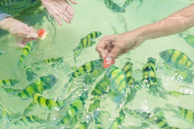 Nourrir les poissons à la plage