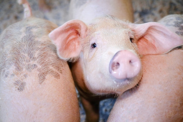 Nourrissez le cochon rose à la ferme biologique.