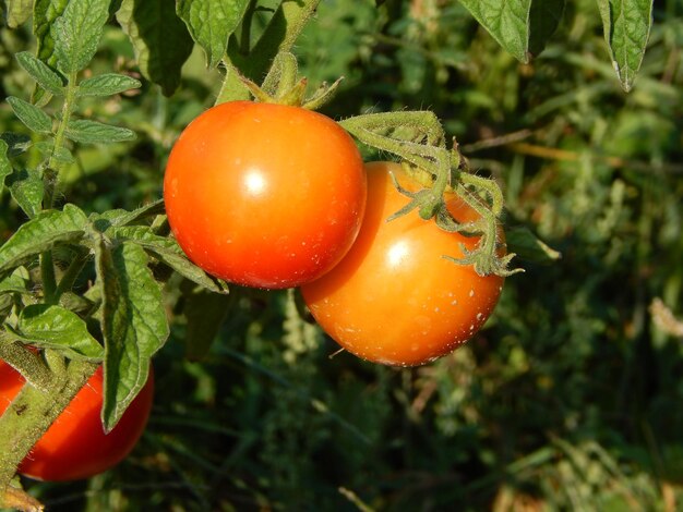 La nourriture dans le jardin de fruits et légumes