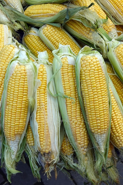 Nourriture de maïs biologique à haute teneur en légumes crus