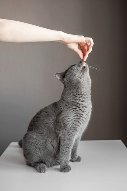 La nourriture pour chat britannique à la main mange, gros plan, le chat aux yeux jaunes demande de la nourriture, la main avec de la nourriture, le chat cherche de la nourriture, le chat est sur ses pattes arrière