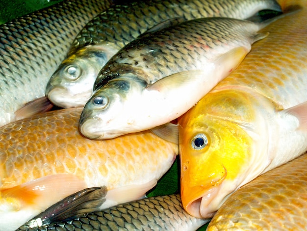 Nourriture pour poissons d&#39;eau douce