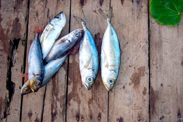 Nourriture pour poissons de mer