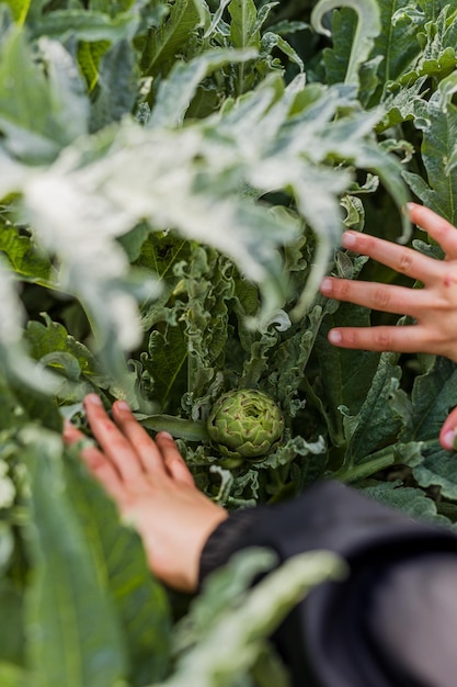 Nourriture végétarienne de fond d'artichaut libre avec la main latine Plante végétalienne de légumes aliments biologiques