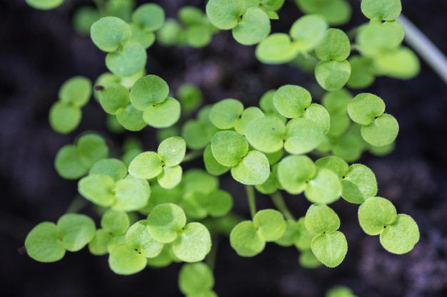 Nouveau début de pousses de printemps