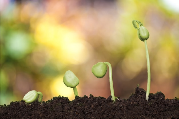 Nouveau Jeune plante poussant dans le fond crémeux de lumière et de nature bokeh nature, sauver la Terre