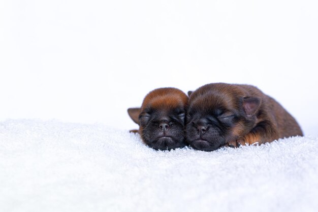 Nouveau-né Brussels Griffon Dormir les uns sur les autres Photo de haute qualité