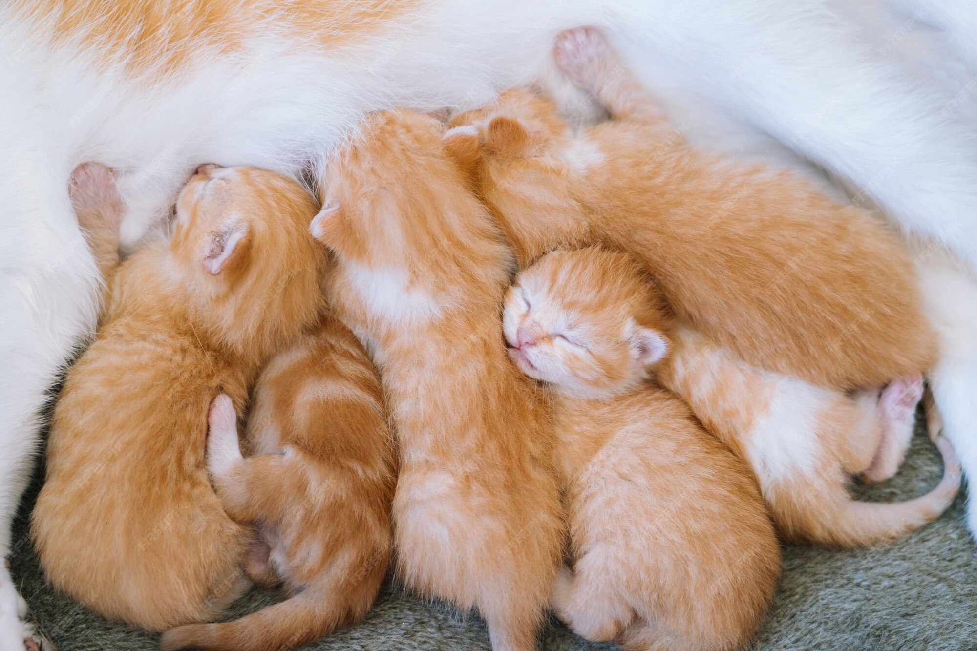 Le Nouveau Ne Chat Rouge Boit Le Lait De Sa Mere Nourrissant Un Petit Chaton Mignon Au Gingembre Un Animal Domestique Dort Et Une Sieste Confortable Les Animaux De Compagnie Confortables Dorment Dans