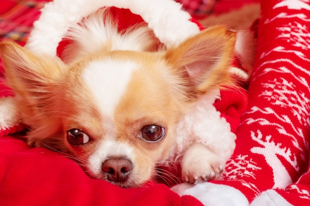 Nouvel an, Noël et animal de compagnie. Un chien chihuahua blanc se trouve sur une couverture.