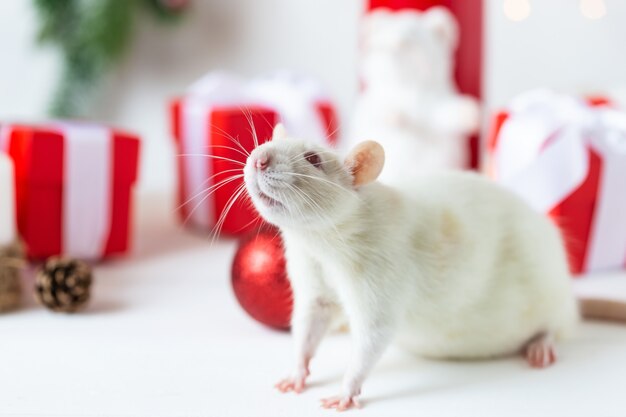 Nouvel An . Rat domestique mignon dans un décor du nouvel an. Le symbole de l'année 2020 est un rat.