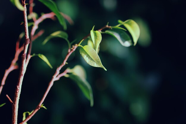 Nouvelle feuille sur une branche