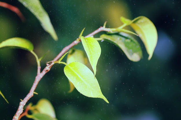 Nouvelle feuille sur une branche