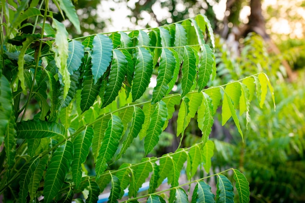 Nouvelle feuille supérieure de neem. Azadirachta indica - Une branche de feuilles de neem. Médecine naturelle.