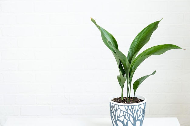 Une nouvelle pousse d'aspidistra libre Une plante d'intérieur avec des feuilles raides et qui pousse hors du sol