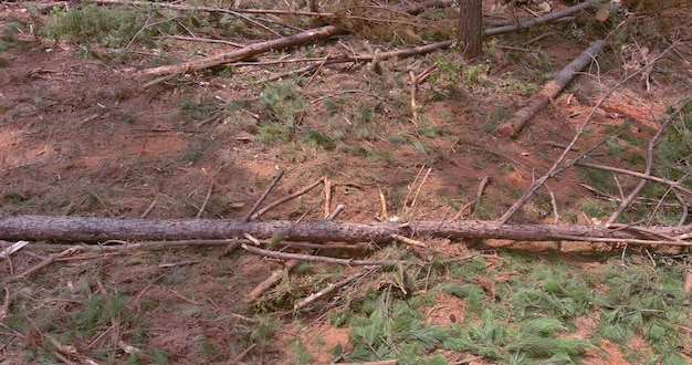 Une nouvelle propriété complexe devait être construite avec la déforestation des forêts suivie de l'enlèvement des souches d'arbres et des racines