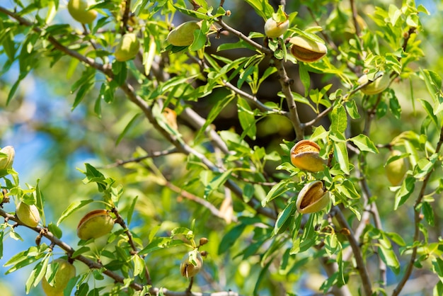 Nouvelle Récolte D'amandes