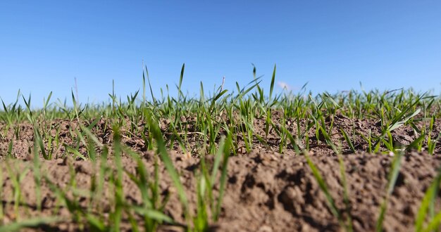 une nouvelle récolte de blé de céréales comme herbe verte