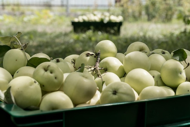 Photo nouvelle récolte de la variété de pomme précoce bilyi nalyv belyi naliv en ukraine