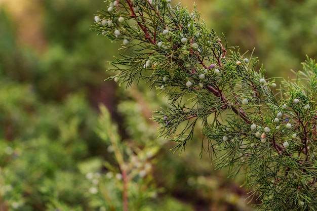 De nouvelles branches fraîches de genévrier à feuilles persistantes dans le jardin