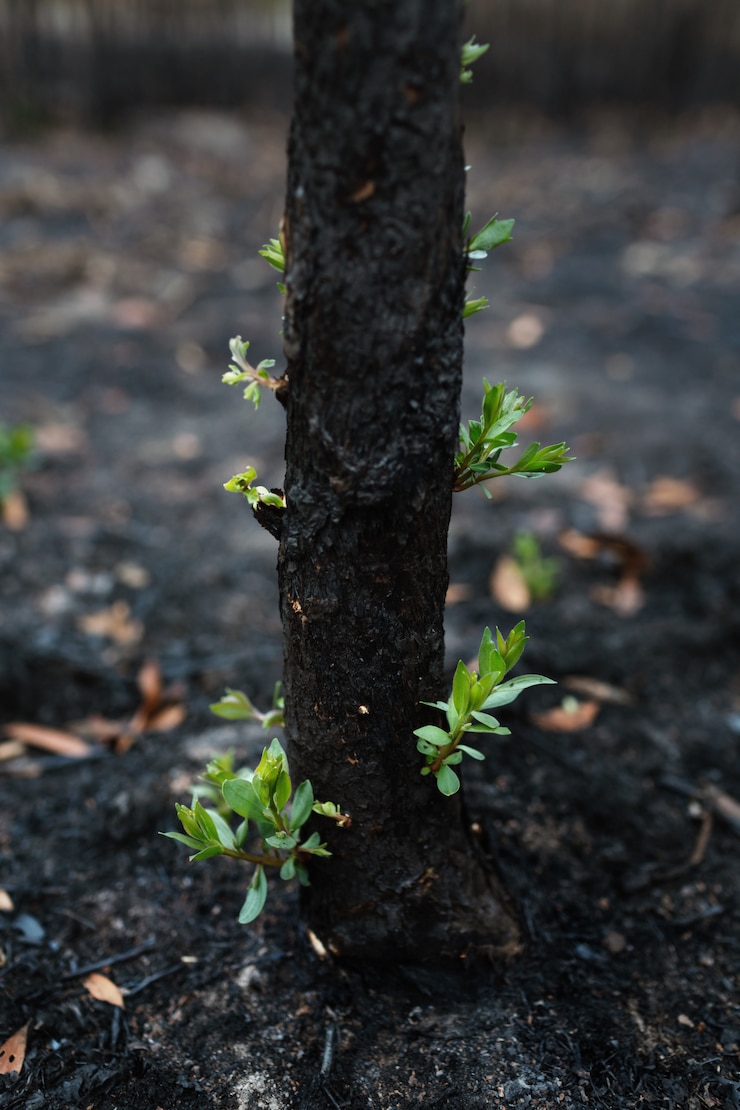 Photo nouvelles feuilles cultivées après le brûlage de la forêt. renaissance de la nature après l'incendie. écologie / pensée positive / concept de mentalité d'attitude