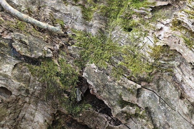 Nouvelles formes de vie dans l'écosystème du bois mort