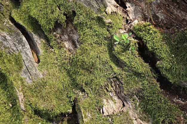 Nouvelles formes de vie dans l'écosystème du bois mort