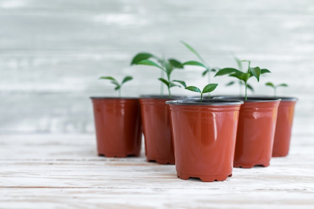 Nouvelles plantes vertes dans des pots bruns. Plantes en pot sur bois blanc