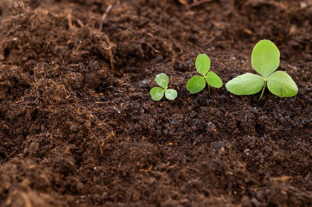 nouvelles pousses aux beaux jours dans le jardin en été