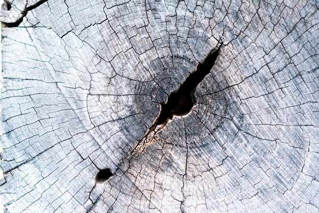 noyau de bois qui a été exposé à la pluie et au soleil pendant une longue période