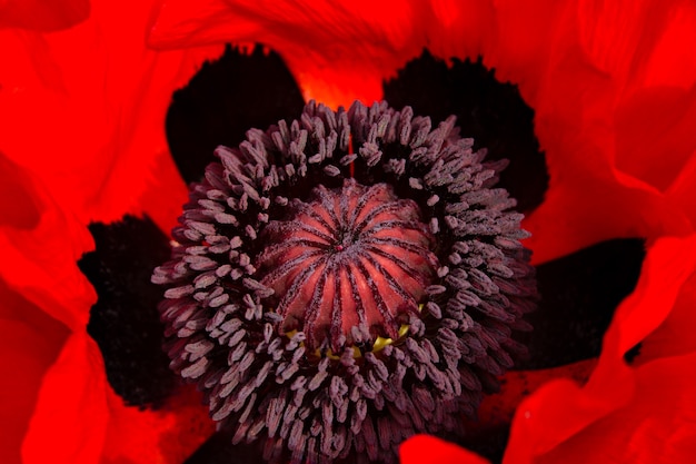 Le noyau de la fleur de pavot gonflé