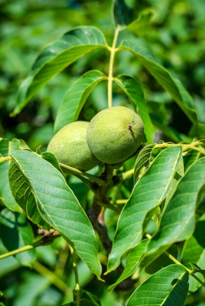 Noyau de noix sur un arbre