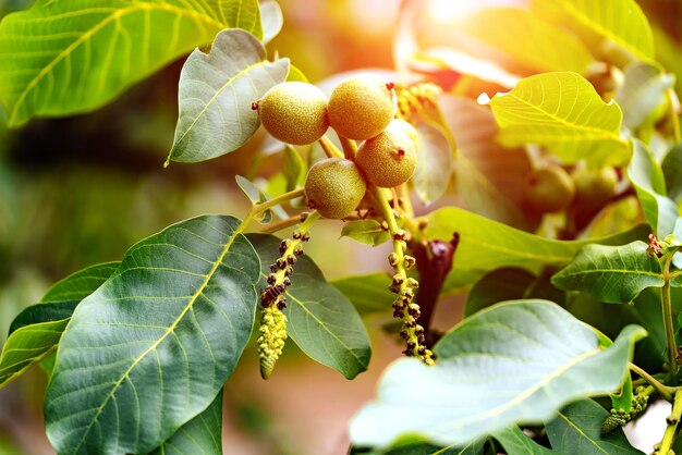 Noyer avec des fruits Fond de feuilles vertes