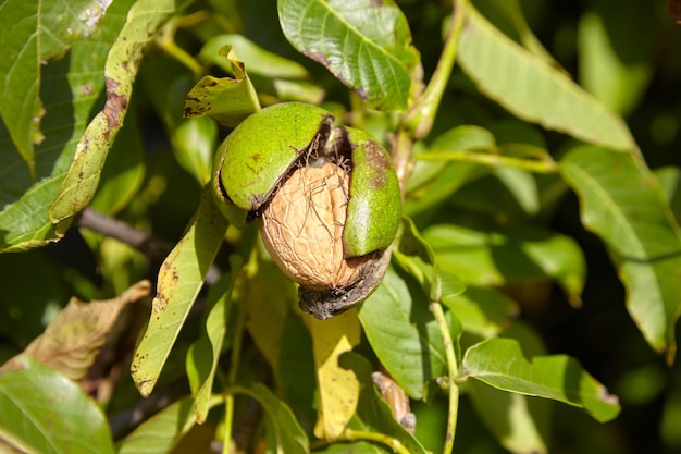 Noyer avec fruits de noix en péricarpe vert sur branche