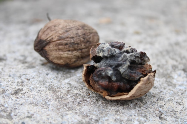 noyer moisi et pourri sur pierre