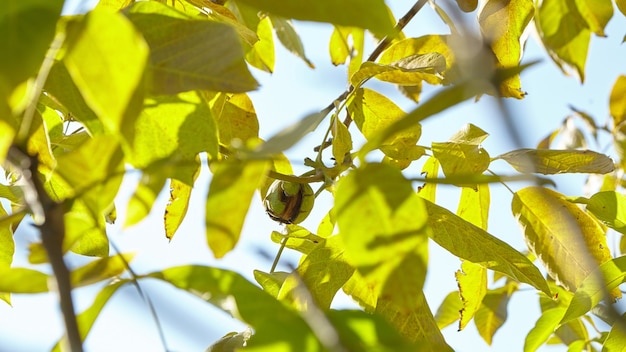 Noyer avec récolte de fruits de noix mûrs sur branche