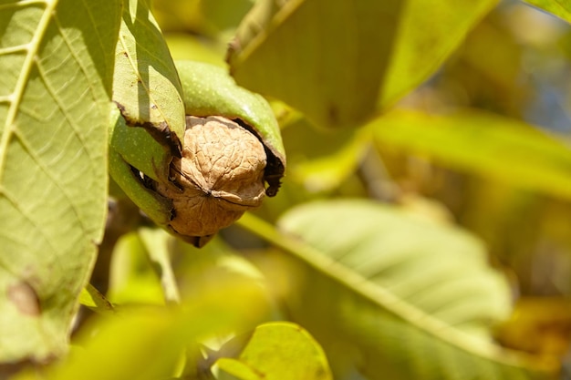 Noyer avec récolte de fruits de noix mûrs sur branche