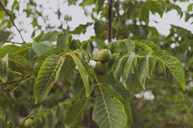 Le noyer vert pousse sur un arbre