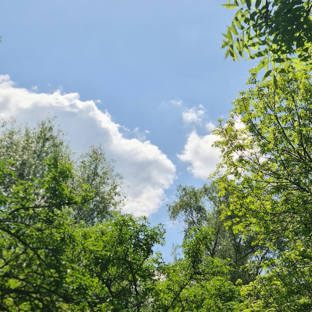 Un nuage est dans le ciel au-dessus d'une forêt avec des arbres.