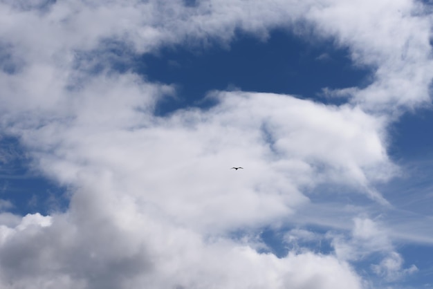 Nuages blancs et ciel bleu et oiseau volant