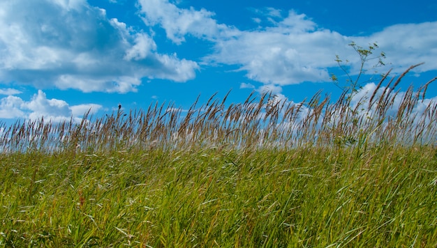 Nuages blancs sur ciel bleu à travers l'herbe verte brillante