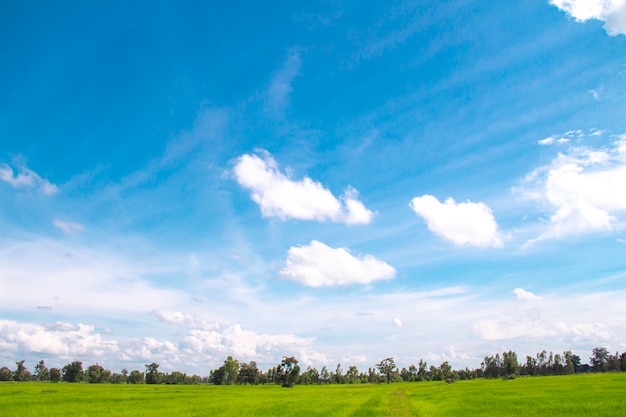 Photo nuages blancs dans le ciel bleu avec arbre de prairie, le beau ciel avec des nuages