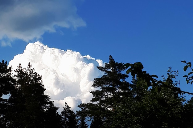 Nuages blancs et épais derrière la forêt