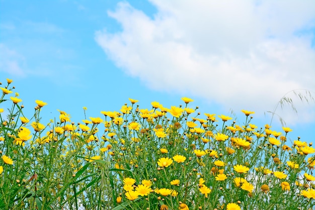 Nuages blancs et fleurs jaunes à la campagne