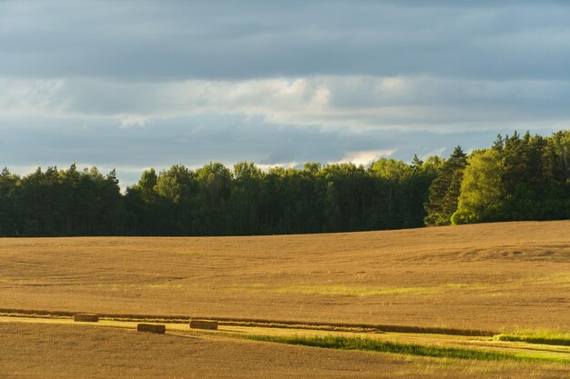 Des nuages blancs et moelleux au-dessus d'un jeune champ agricole, des champs vallonnés sur le fond de la forêt illuminés par le coucher du soleil.