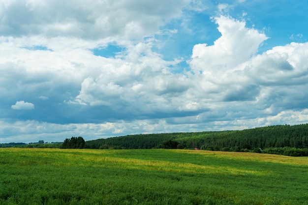 Des nuages blancs et moelleux au-dessus d'un jeune champ agricole, des champs vallonnés sur le fond de la forêt illuminés par le coucher du soleil.