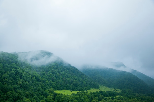 Nuages et brouillard sur la forêt d'arbres